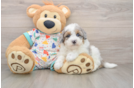 Hypoallergenic Havadoodle Poodle Mix Puppy