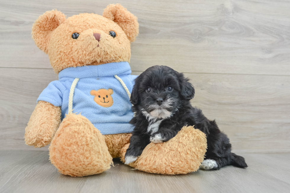 Fluffy Havapoo Poodle Mix Pup