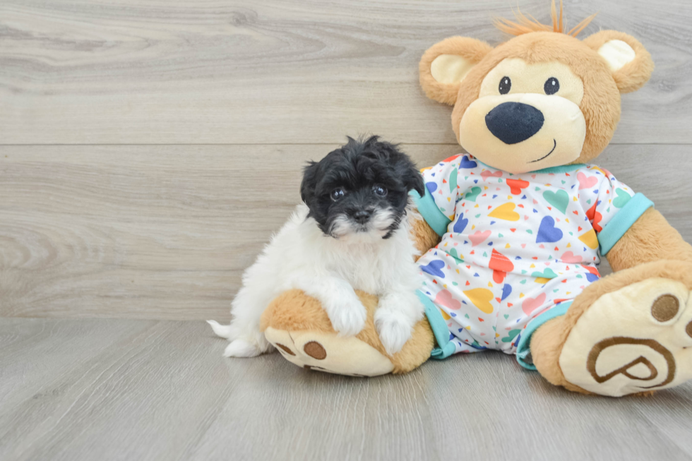 Little Havadoodle Poodle Mix Puppy