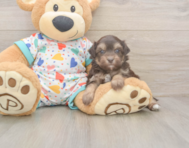 8 week old Havapoo Puppy For Sale - Florida Fur Babies