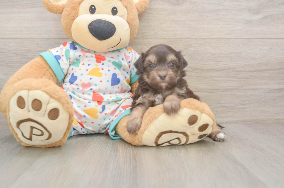 5 week old Havapoo Puppy For Sale - Florida Fur Babies