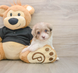 8 week old Havapoo Puppy For Sale - Florida Fur Babies