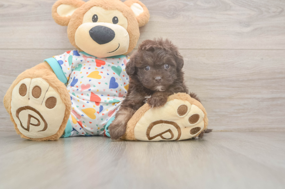 5 week old Havapoo Puppy For Sale - Florida Fur Babies