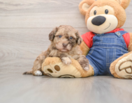 8 week old Havapoo Puppy For Sale - Florida Fur Babies