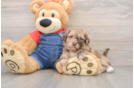 Funny Havapoo Poodle Mix Pup