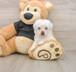 8 week old Havapoo Puppy For Sale - Florida Fur Babies