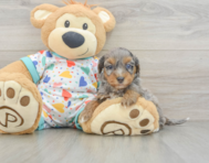 8 week old Havapoo Puppy For Sale - Florida Fur Babies