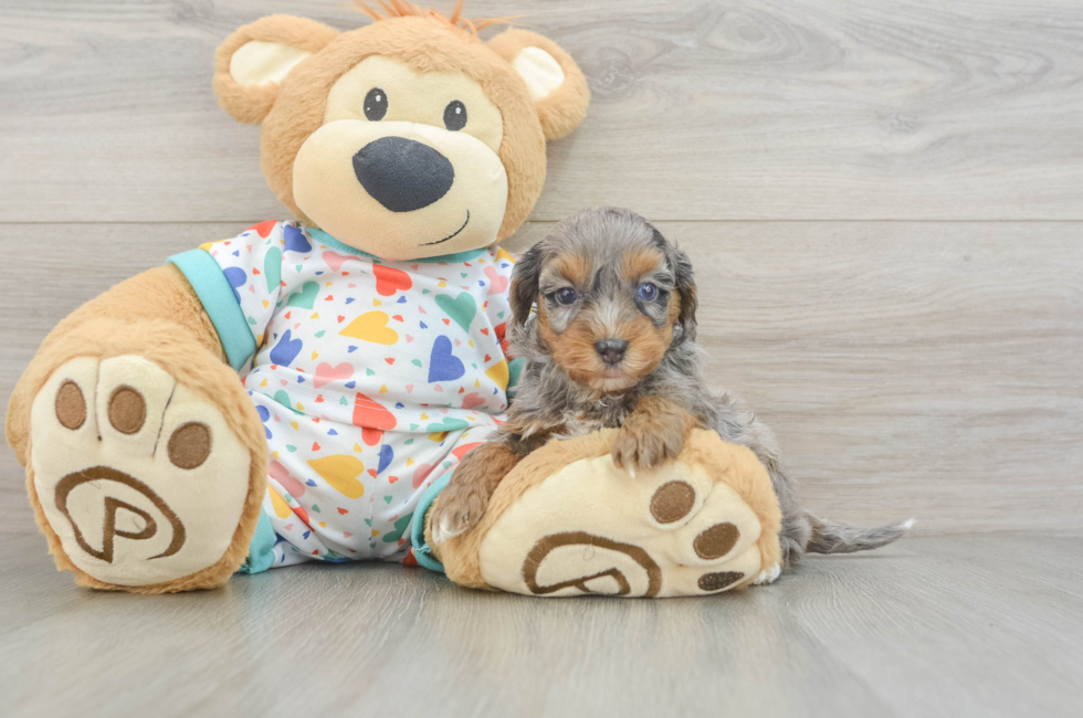 6 week old Havapoo Puppy For Sale - Florida Fur Babies