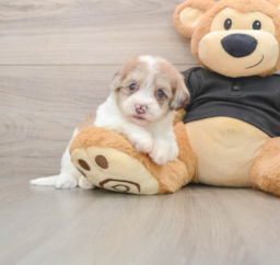 8 week old Havapoo Puppy For Sale - Florida Fur Babies