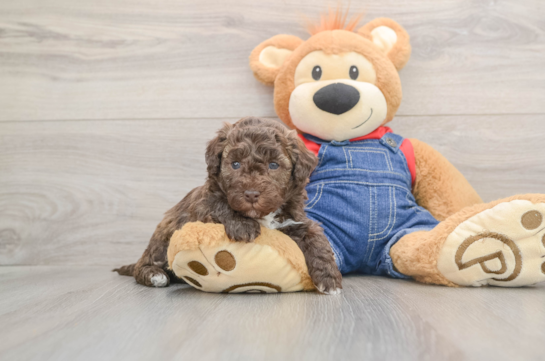 Playful Havadoodle Poodle Mix Puppy