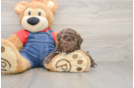 Havapoo Puppy for Adoption