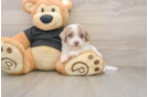 Popular Havapoo Poodle Mix Pup