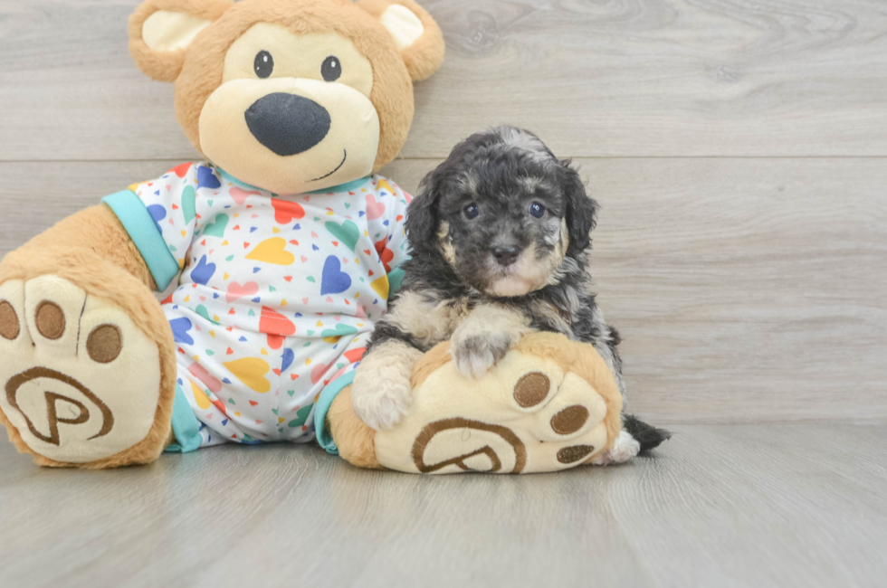 6 week old Havapoo Puppy For Sale - Florida Fur Babies