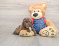8 week old Havapoo Puppy For Sale - Florida Fur Babies