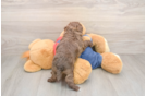 Havapoo Pup Being Cute