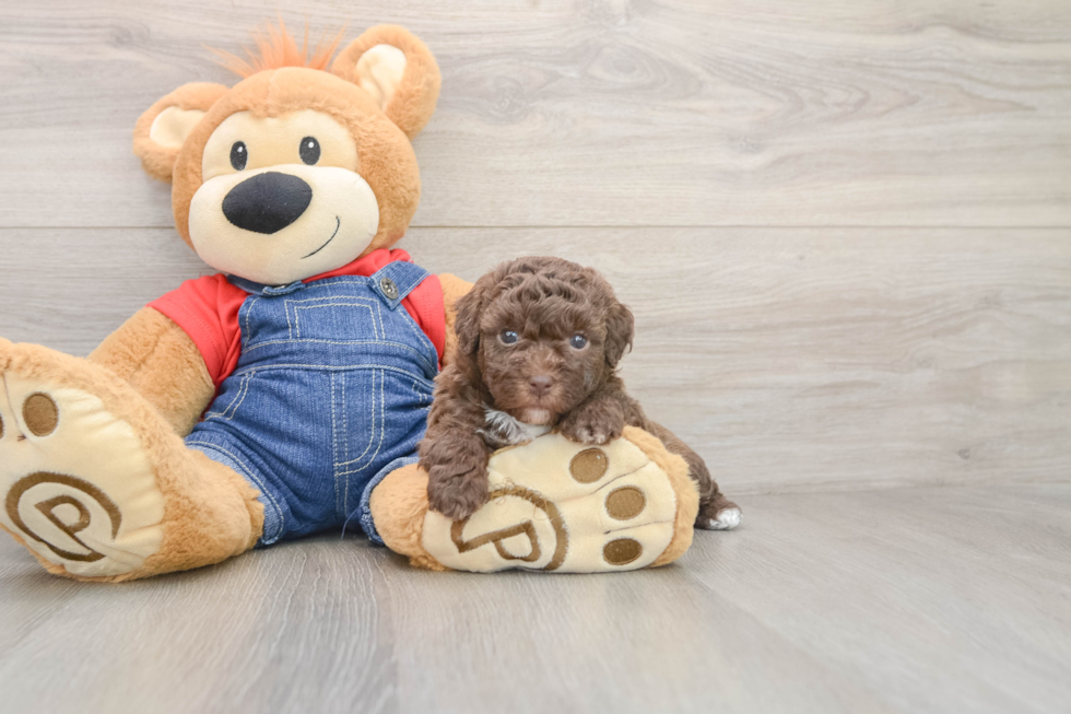 Hypoallergenic Havadoodle Poodle Mix Puppy