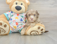 8 week old Havapoo Puppy For Sale - Florida Fur Babies