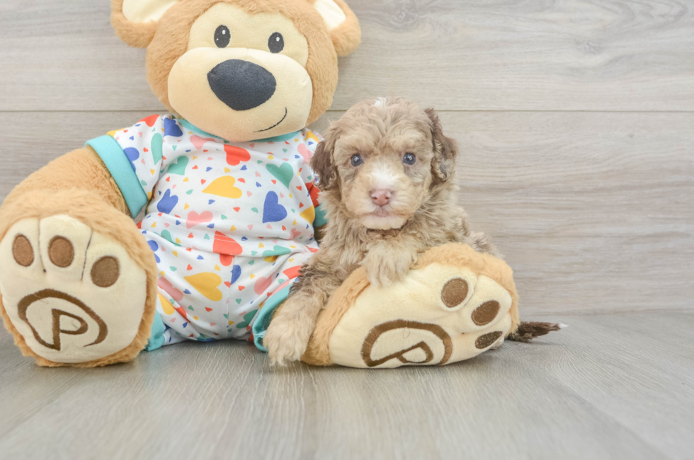 6 week old Havapoo Puppy For Sale - Florida Fur Babies