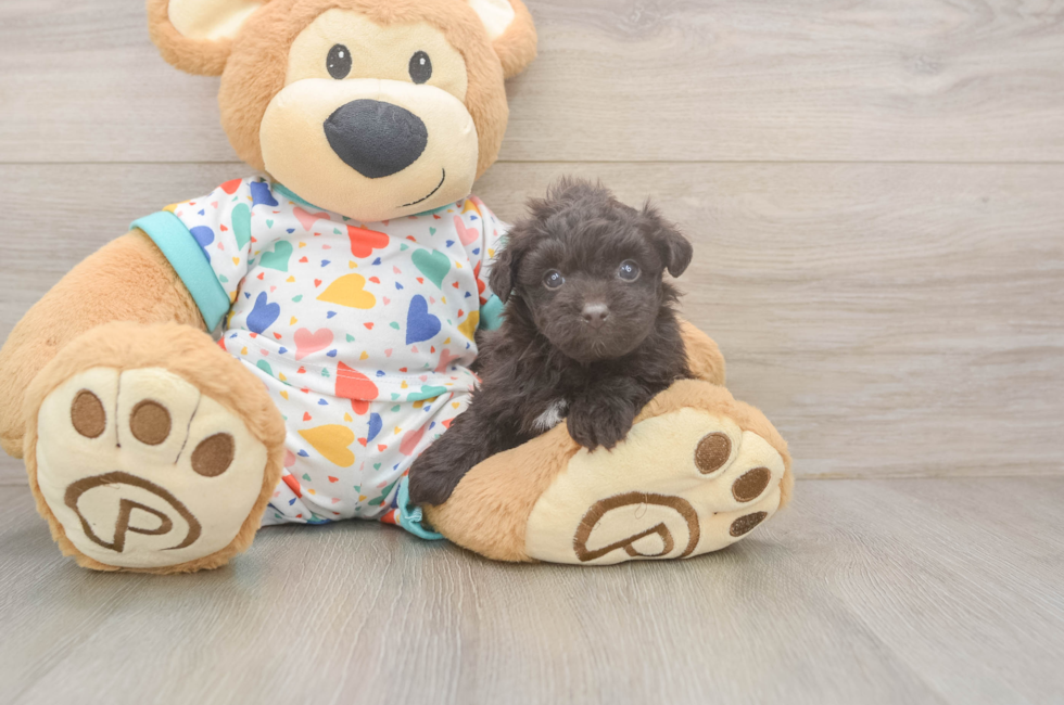 5 week old Havapoo Puppy For Sale - Florida Fur Babies