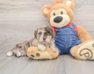 9 week old Havapoo Puppy For Sale - Florida Fur Babies