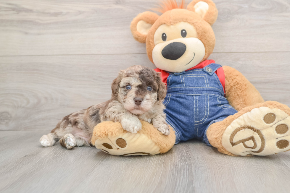 Havapoo Puppy for Adoption