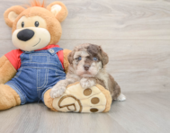 8 week old Havapoo Puppy For Sale - Florida Fur Babies