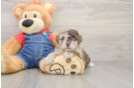 Energetic Havadoodle Poodle Mix Puppy