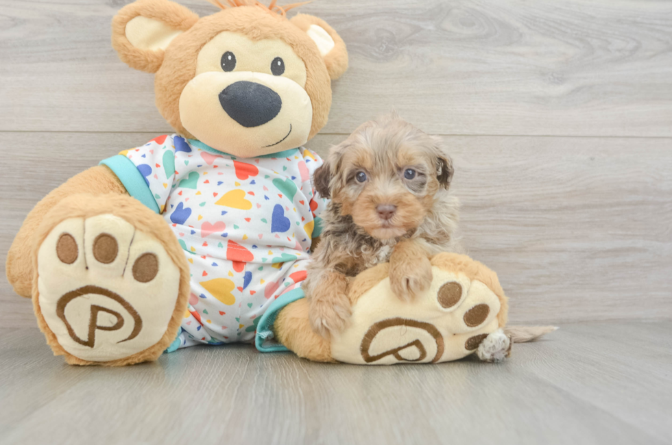 6 week old Havapoo Puppy For Sale - Florida Fur Babies