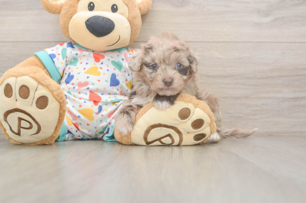 5 week old Havapoo Puppy For Sale - Florida Fur Babies