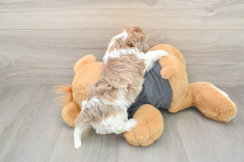 Havapoo Puppy for Adoption