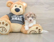 8 week old Havapoo Puppy For Sale - Florida Fur Babies