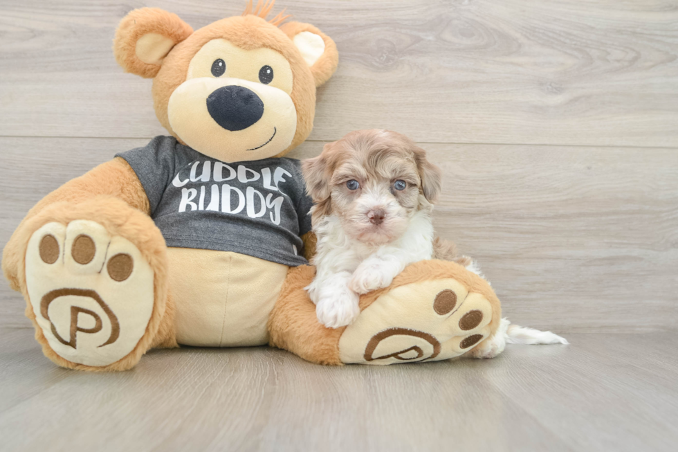 Havapoo Puppy for Adoption