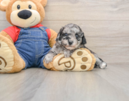8 week old Havapoo Puppy For Sale - Florida Fur Babies