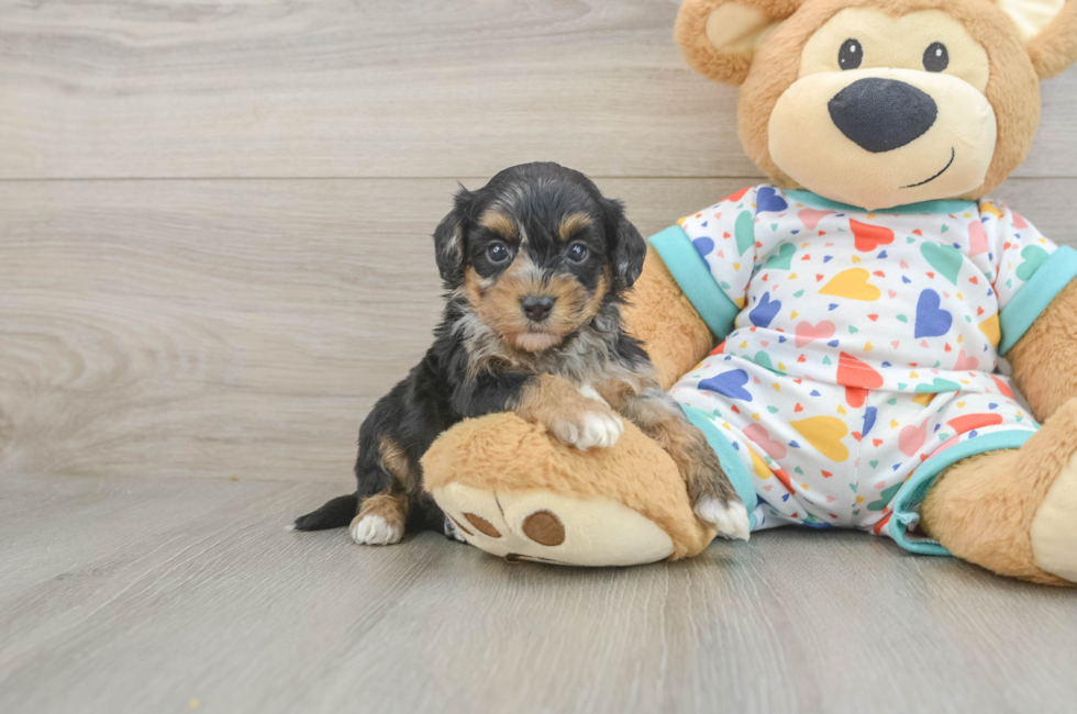 6 week old Havapoo Puppy For Sale - Florida Fur Babies