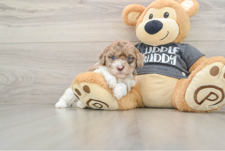 Best Havapoo Baby