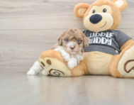 8 week old Havapoo Puppy For Sale - Florida Fur Babies