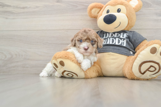 Best Havapoo Baby