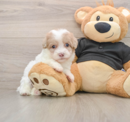8 week old Havapoo Puppy For Sale - Florida Fur Babies