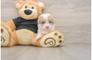 Best Havapoo Baby