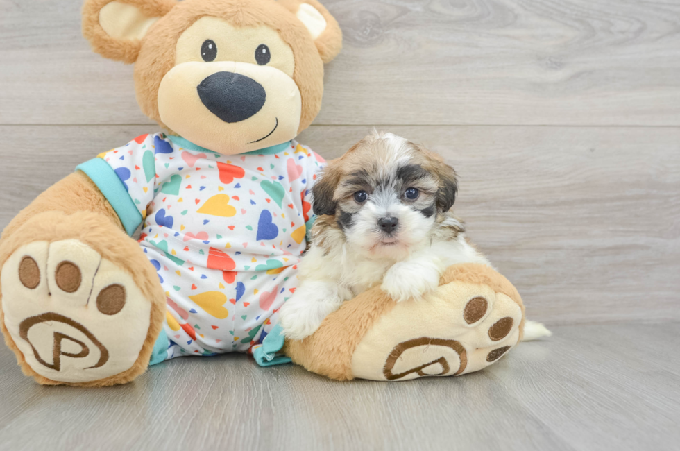 5 week old Havapoo Puppy For Sale - Florida Fur Babies