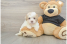 Petite Havapoo Poodle Mix Pup
