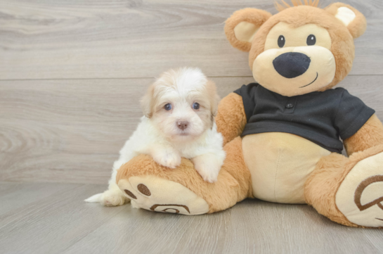 Petite Havapoo Poodle Mix Pup