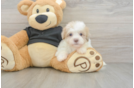Cute Havapoo Baby