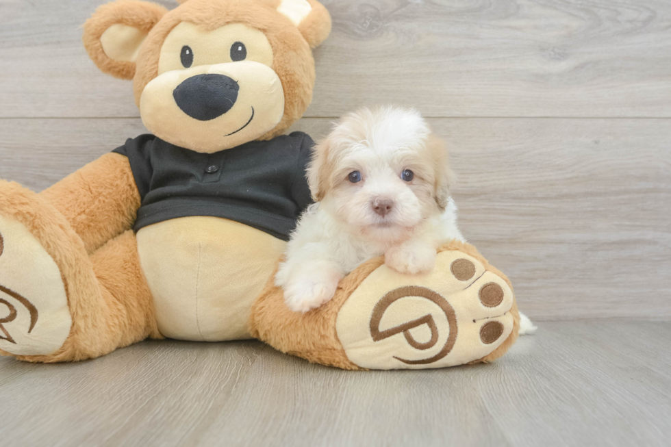 Cute Havapoo Baby