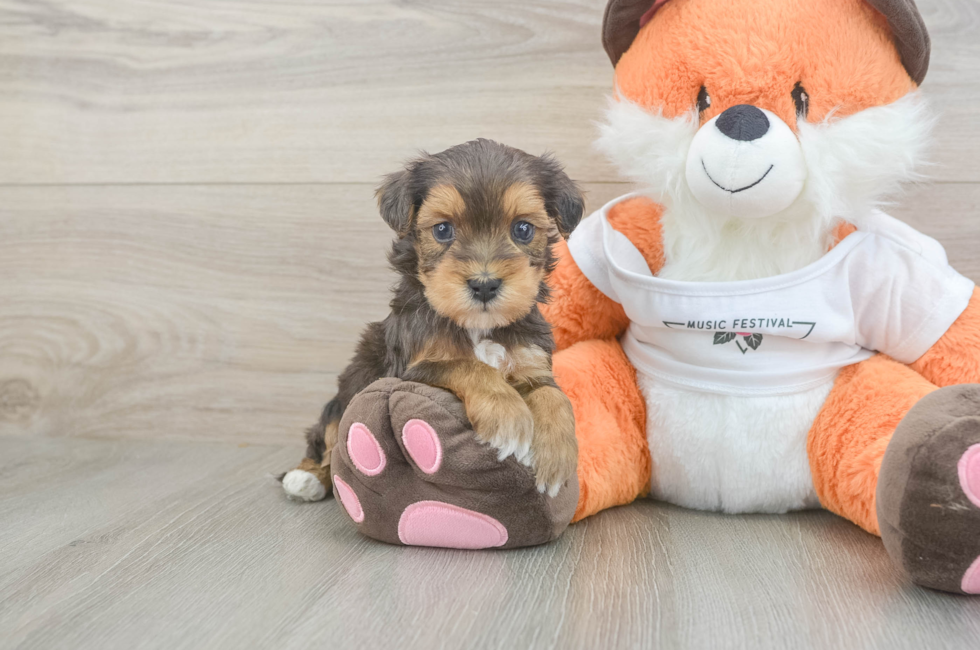 5 week old Havapoo Puppy For Sale - Florida Fur Babies
