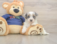 7 week old Havapoo Puppy For Sale - Florida Fur Babies