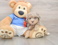 7 week old Havapoo Puppy For Sale - Florida Fur Babies