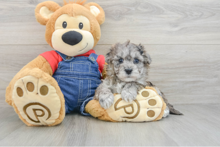 Havapoo Puppy for Adoption