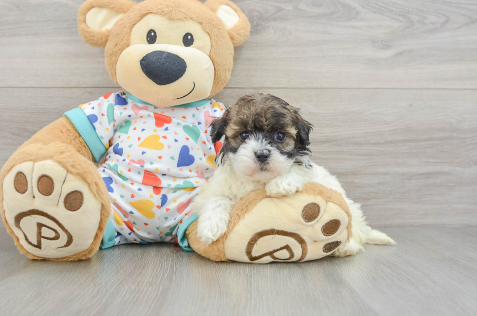 5 week old Havapoo Puppy For Sale - Florida Fur Babies