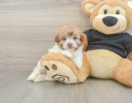 8 week old Havapoo Puppy For Sale - Florida Fur Babies